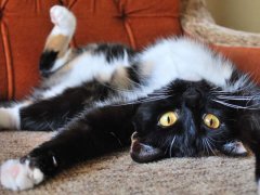 Cat lounging upside down on a soft and cozy couch, embracing a playful and carefree moment.