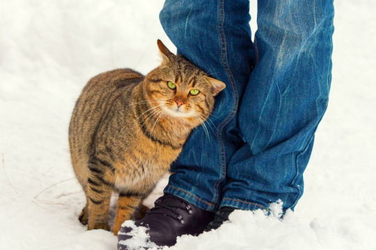 O Que Significa Quando seu Gato se Esfrega em Você?