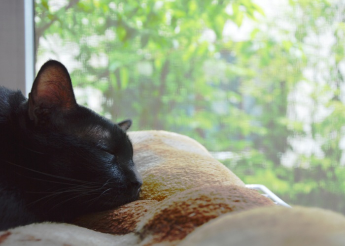 gato dormindo na cama