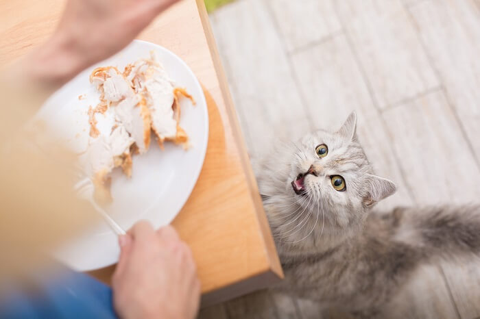 Gato contente com perna de peru, desfrutando de um saboroso banquete felino.