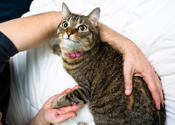 Melhores nomes de gatos hebreus femininos