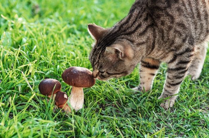 Uma imagem que mostra um gato perto de cogumelos, destacando a importância de ser cauteloso com os tipos de cogumelos presentes no ambiente de um gato