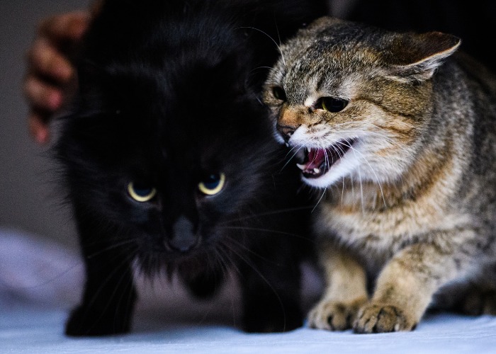 Uma imagem que captura um momento tenso entre dois gatos furiosos.