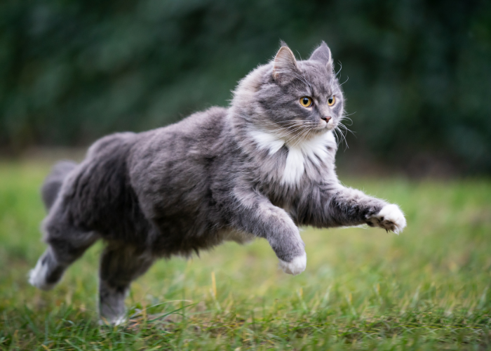 gato correndo no jardim