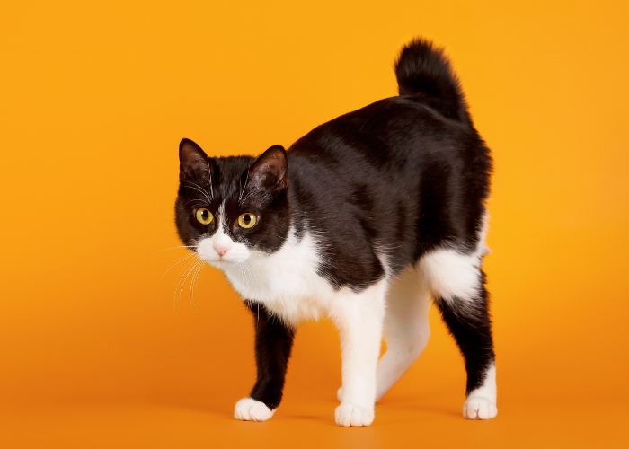 raça de gato sem cauda Bobtail Japonês