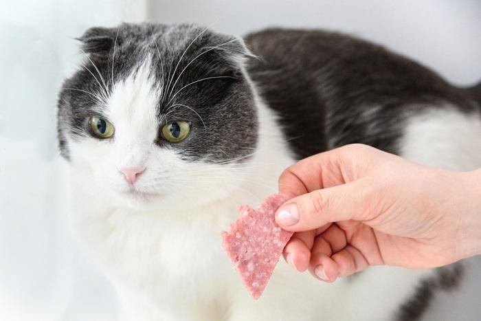 Ilustrando os perigos potenciais do consumo de salame por gatos, enfatizando importantes precauções dietéticas.