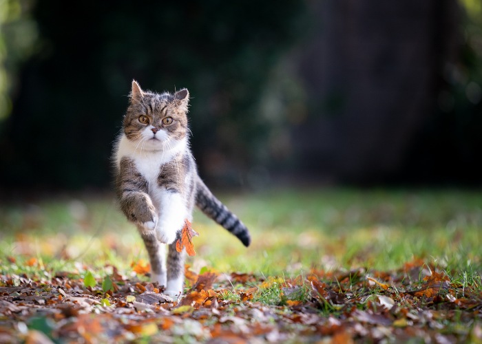 Imagem enérgica capturando um gato malhado em plena corrida.