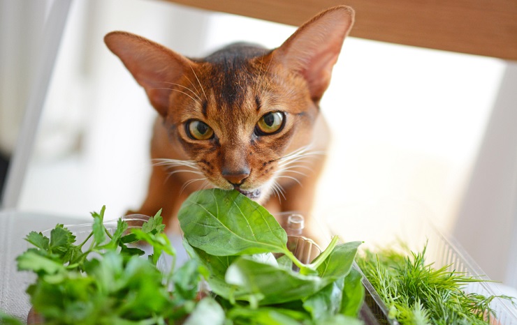 Imagem cativante de um gato comendo folhas de manjericão