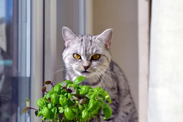 Companheiro felino com raminho de manjericão