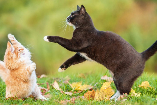 Como Ajudar os Gatos a se Darem Bem?