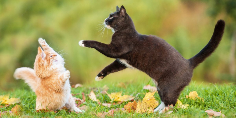 Como Ajudar os Gatos a se Darem Bem?