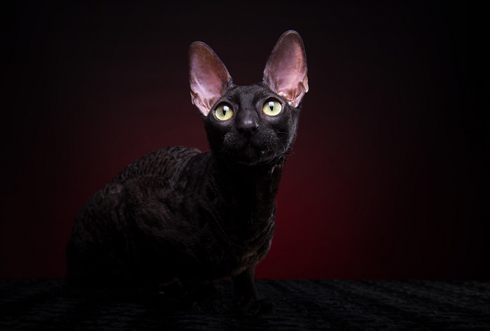 Gato Cornish Rex com sua pelagem ondulada característica e olhos expressivos, capturando a aparência distinta e a personalidade viva da raça que a diferencia no mundo dos companheiros felinos