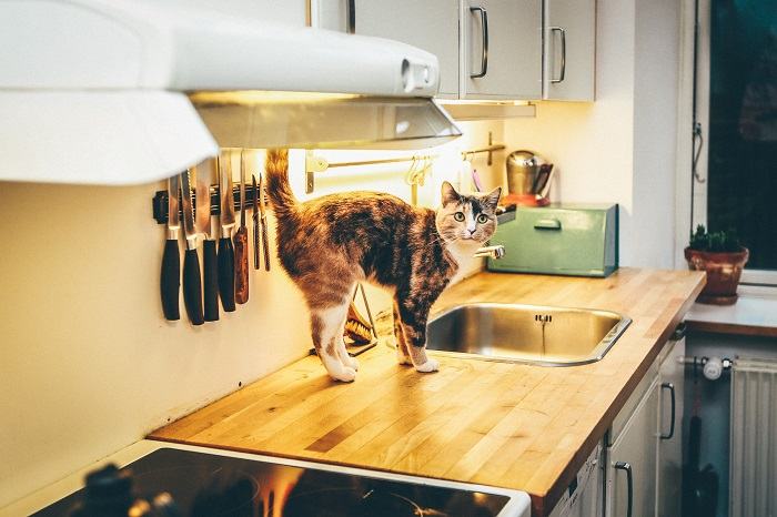 Gato enérgico e alegre, irradiando entusiasmo e felicidade ao seu redor.