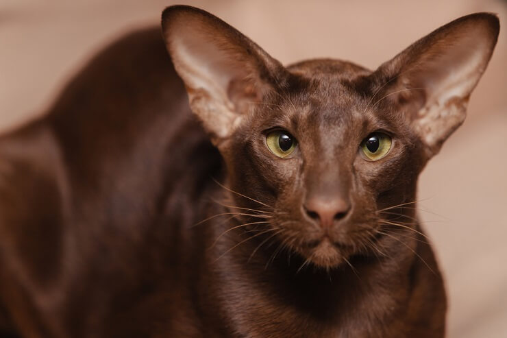 Uma imagem que captura a elegância de um gato Oriental Shorthair, com seu corpo esguio, orelhas grandes e olhar cativante.