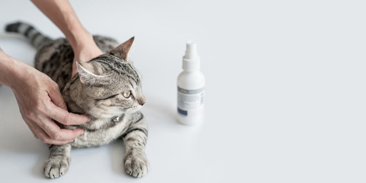 Tratamento antifúngico para gatos, com destaque para o uso de medicamentos para combater infecções fúngicas na saúde felina.