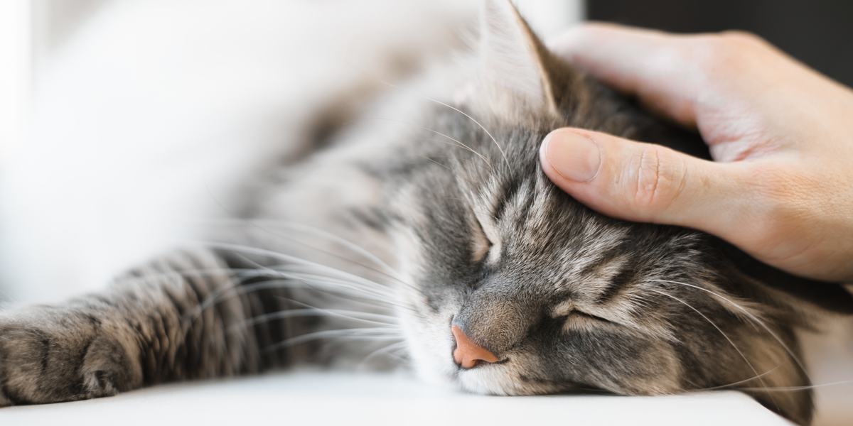 Gato sereno e tranquilo descansando em paz, exalando uma sensação de calma e relaxamento ao seu redor.