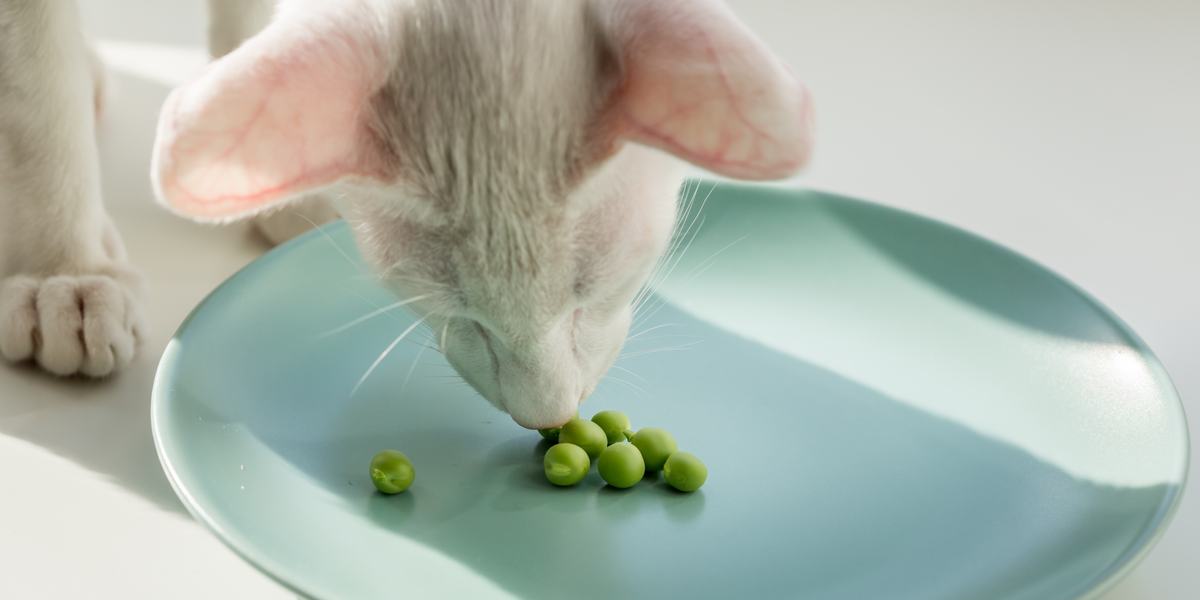 Imagem de um gato e feijão, mostrando a interação lúdica de um felino com o feijão