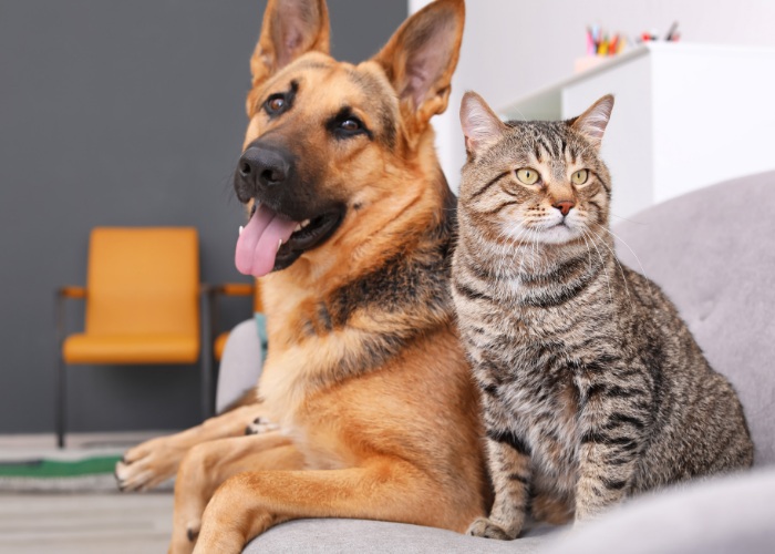 Um gato e um cachorro coexistindo pacificamente em um sofá, demonstrando companheirismo e relaxamento harmonioso entre espécies.