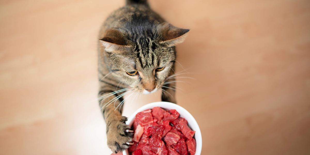 Gato curioso encontra carne crua, gerando intriga sobre dietas primitivas.