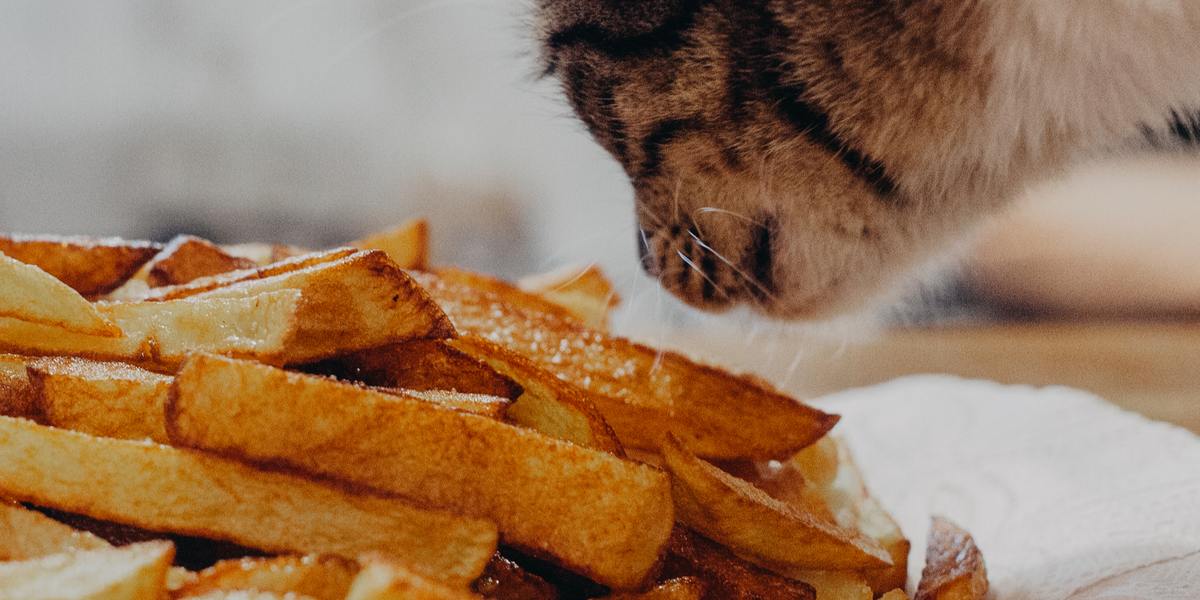 Um adorável gato malhado laranja cheira curiosamente uma batata-doce cozida, exibindo uma interação reconfortante entre a curiosidade felina e um alimento saudável.