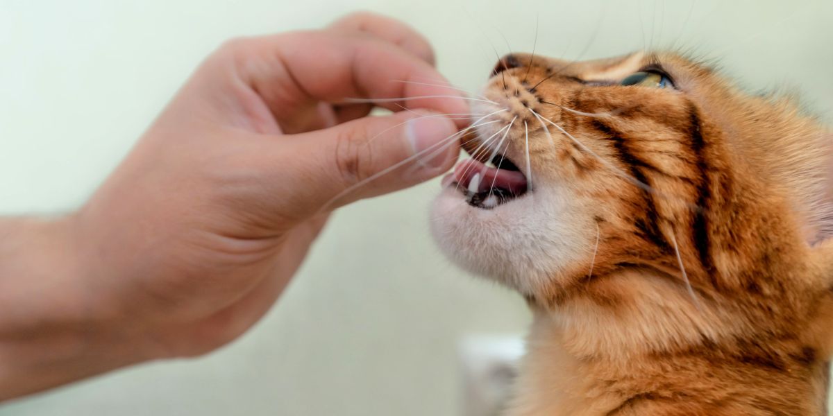 Uma imagem atraente de um gato com uma variedade de guloseimas.