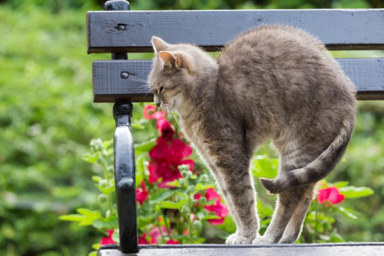 Por Que os Gatos Arqueiam as Costas? 8 Principais Razões