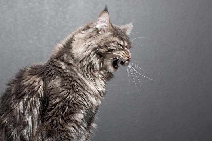 Um gato cinza de aparência tensa mostrando os dentes e rosnando, exibindo sinais de agitação ou defensiva, possivelmente sem motivo aparente.