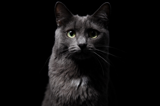 Os Gatos Enxergam no Escuro?