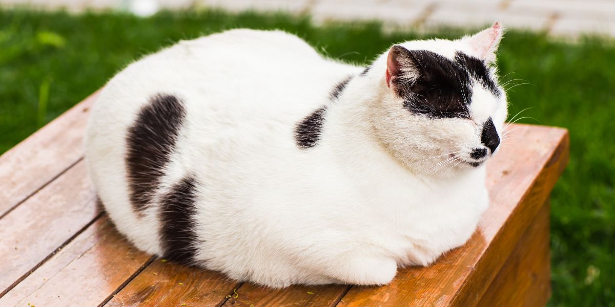 Imagem divertida de um gato sentado na posição de 'pão', com as patas dobradas e uma expressão composta, apresentando uma pose felina clássica.