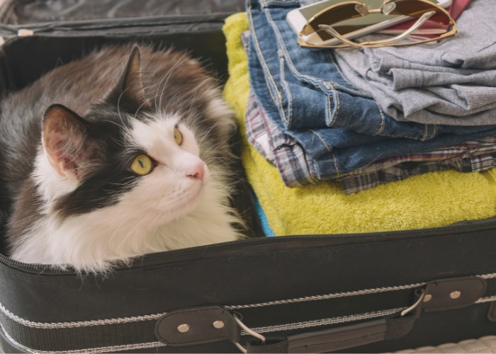 Imagem lúdica de um gato sentado na posição de 'pão' dentro de uma mala, mostrando a curiosidade felina e seu talento para encontrar lugares aconchegantes.