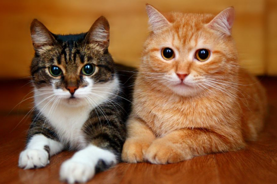 Estudo Mostra que os Gatos Podem Reconhecer os Nomes de Outros Gatos