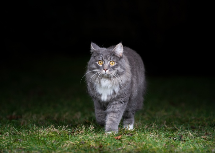 Um gato andando lá fora à noite, iluminado pelo luar.