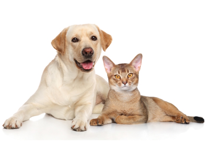 Um gato compartilhando espaço com confiança com um cachorro, demonstrando uma relação confortável e amigável entre os dois animais.