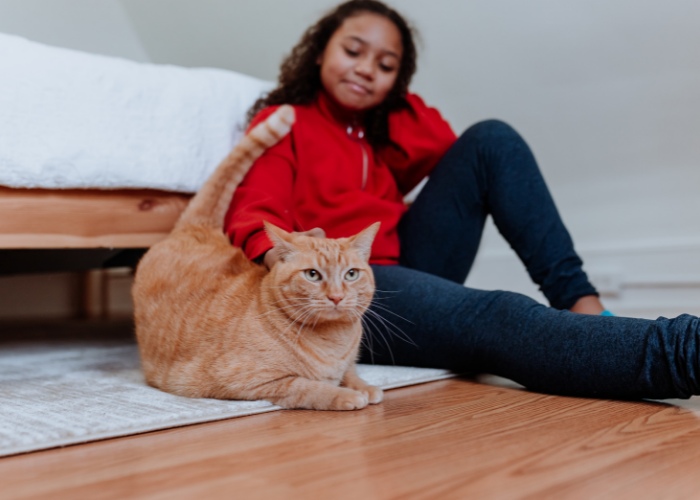 razões pelas quais os gatos colocam a bunda na sua cara