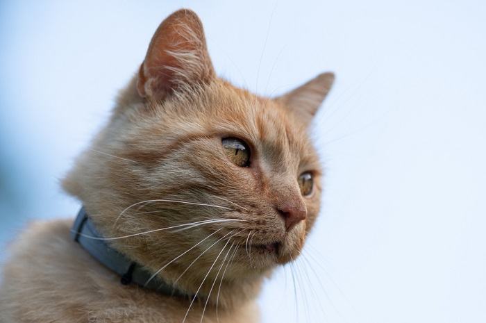 Um gato usando uma coleira contra carrapatos, demonstrando medidas preventivas para proteção contra carrapatos e doenças transmitidas por carrapatos em felinos.