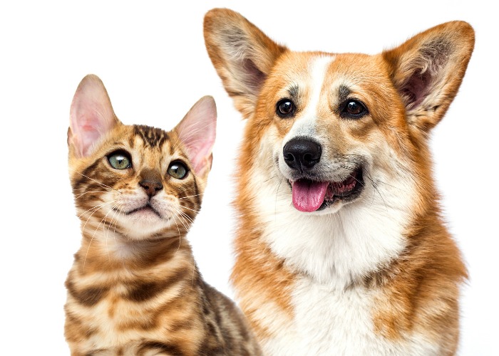 Um corgi e um gatinho interagindo de forma divertida, exemplificando a adorável amizade entre espécies e o companheirismo alegre.