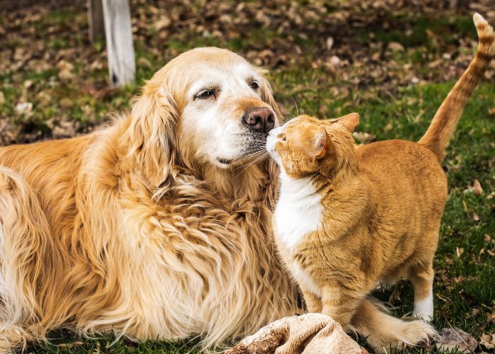 Imagem adorável representando um gato e um cachorro fofos se cumprimentando com curiosidade e simpatia.