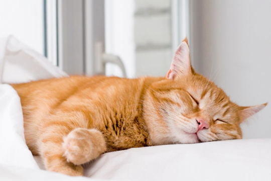 Será que os gatos sonham? Descubra o que a ciência diz