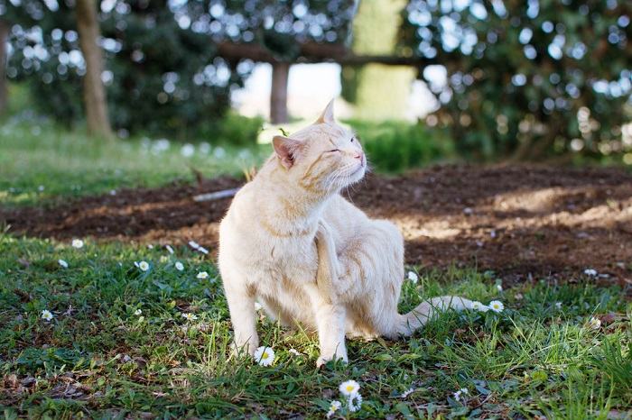 gato com coceira