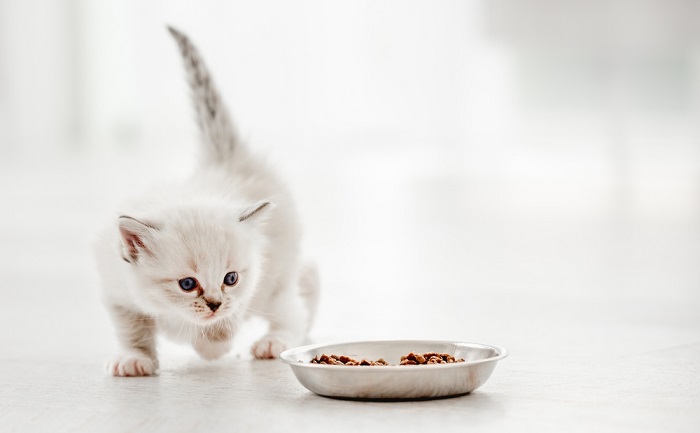 Gatinho brincando em volta de uma tigela.