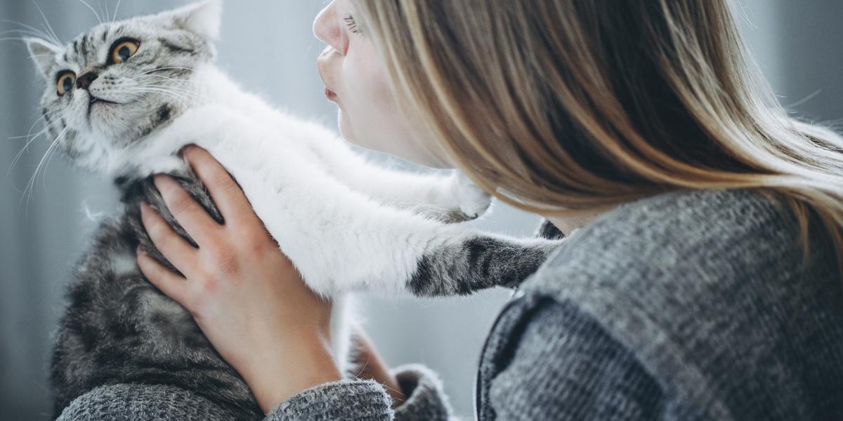 Imagem de um gato menos carinhoso, exibindo um comportamento mais reservado e destacando a diversidade de personalidades encontradas nos companheiros felinos.