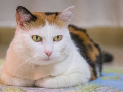 Portrait of a serious-looking cat, displaying an intense and focused expression, with its gaze fixed ahead.