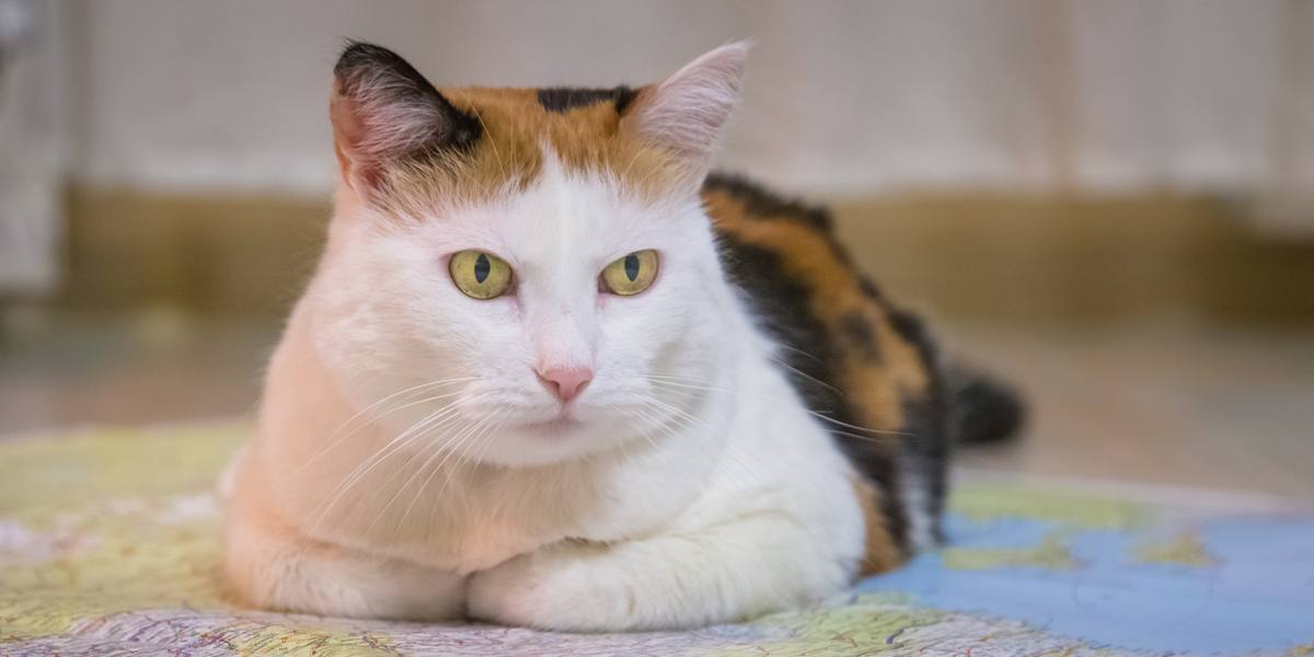 Retrato de um gato de aspecto sério, de expressão intensa e focada, com o olhar fixo à frente.