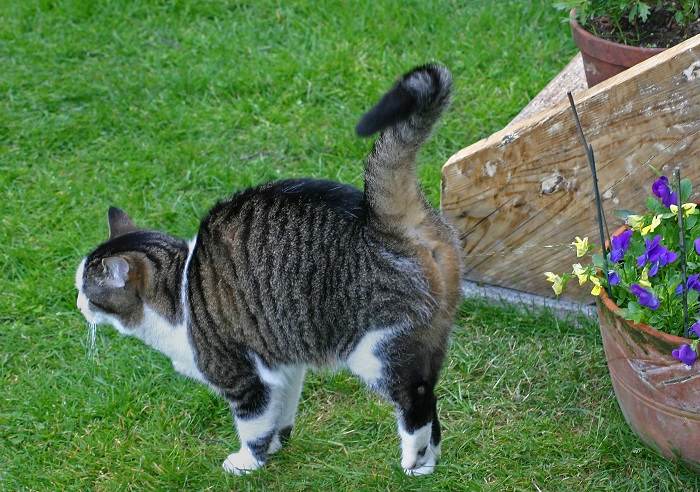 Um gato malhado marcando seu território borrifando flores.