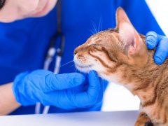 vet check cat