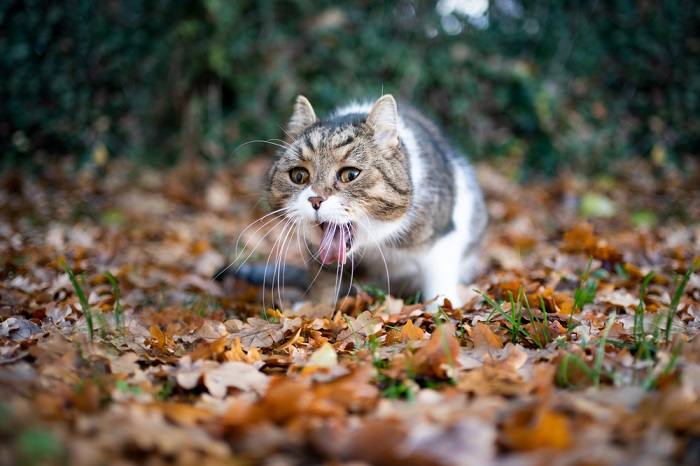 Foto de um gato vomitando, indicando possível dor de estômago ou desconforto digestivo.