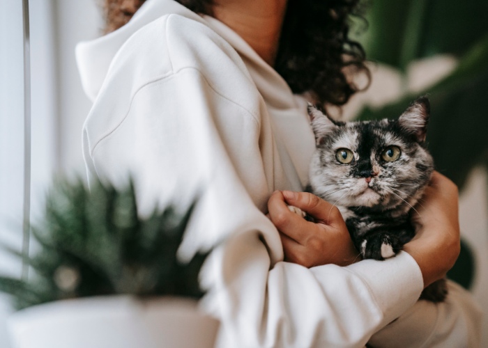 os gatos podem dizer quando você está doente