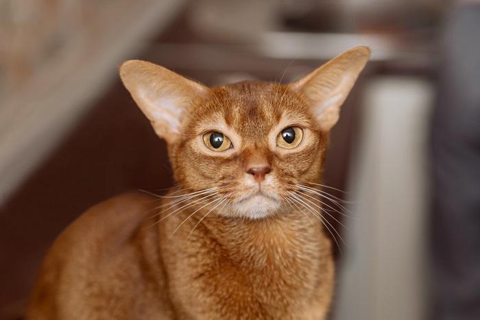 Imagem de um gato abissínio, raça conhecida por sua pelagem elegante e marcada, sentado em alerta e exibindo sua aparência marcante e ágil.