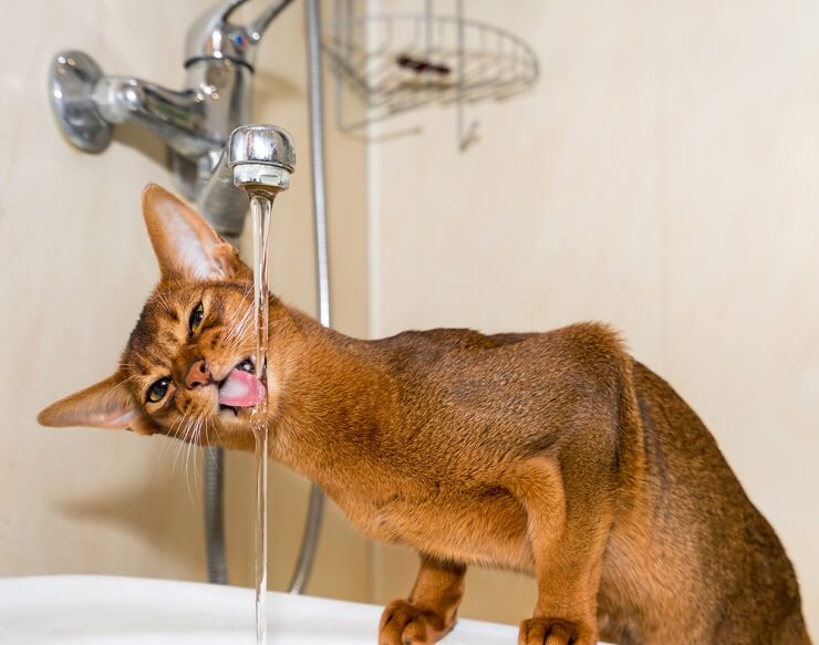 Imagem de um gato abissínio, raça conhecida por sua pelagem elegante e marcada, sentado em alerta e exibindo sua aparência marcante e ágil.