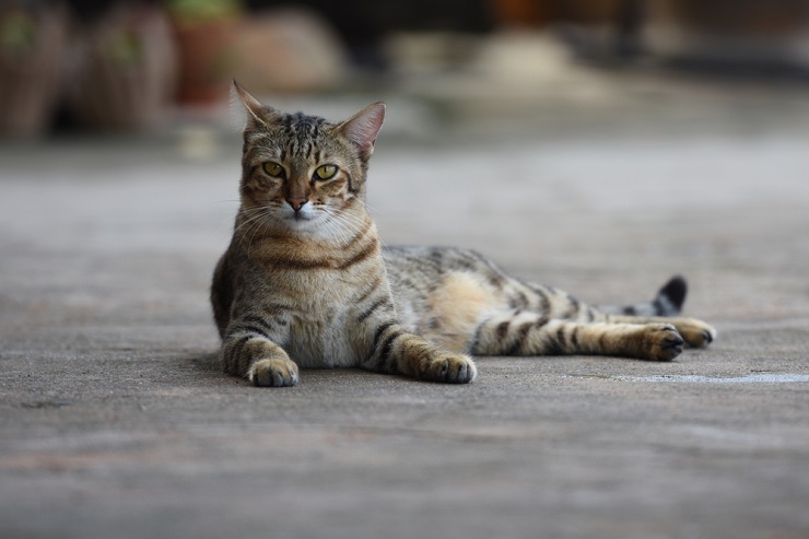 Imagem com nomes de gatas africanas, oferecendo opções de nomes de inspiração cultural para seu companheiro felino